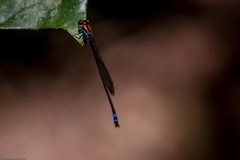Pseudagrion serrulatum