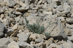 Platycapnos saxicola