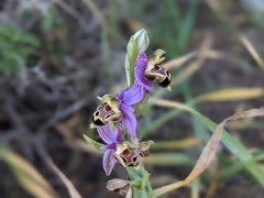 Ophrys heldreichii