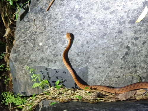 Brown Tree Snake sighting
