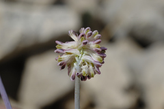 Platycapnos saxicola