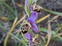 Ophrys heldreichii