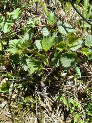 Urtica dioica