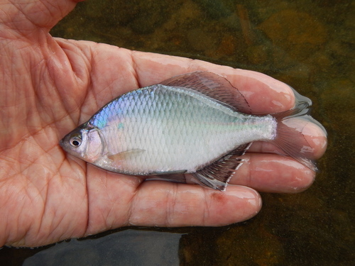 Giant Chinese Bitterling