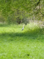 Ardea cinerea