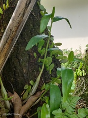 Dendrobium crumenatum
