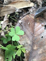 Medicago arabica