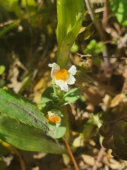 Linaria reflexa