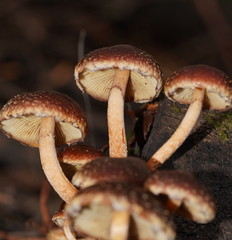 Hypholoma brunneum