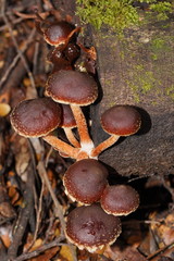 Hypholoma brunneum