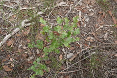 Grevillea dryophylla