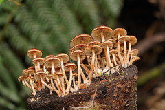 Hypholoma brunneum
