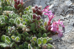 Teucrium rotundifolium