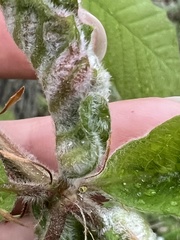 Macrodiplosis niveipila