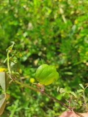 Medicago orbicularis