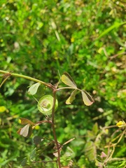 Medicago orbicularis