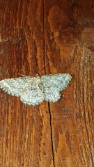 Heliomata glarearia