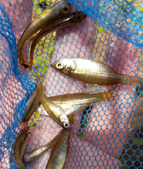 Melanotaenia splendida splendida