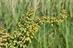 Rumex crispus