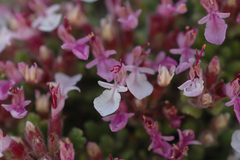 Teucrium rotundifolium
