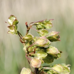 Rumex crispus