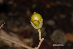 Ipomoea verbascoidea