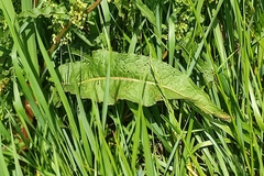 Rumex crispus
