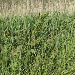 Rumex crispus