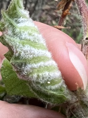 Macrodiplosis niveipila