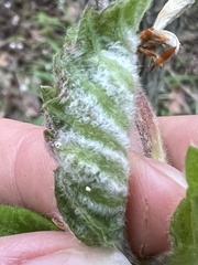 Macrodiplosis niveipila