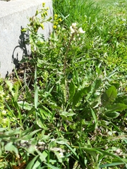 Capsella bursa-pastoris