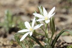 Ornithogalum baeticum