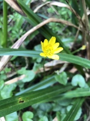 Ficaria verna
