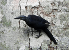 Onychognathus fulgidus