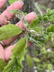 Macrodiplosis niveipila