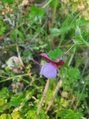 Lathyrus clymenum