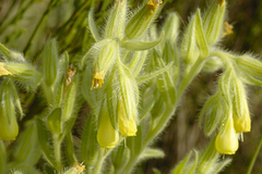 Onosma tricerosperma