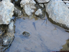 Paradactylodon persicus