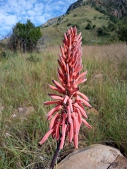 Aloe affinis