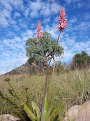 Aloe affinis