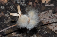 Ipomoea verbascoidea