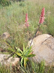 Aloe affinis
