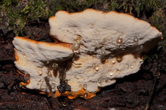 Rigidoporus laetus