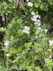 Crataegus monogyna