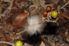 Ipomoea verbascoidea
