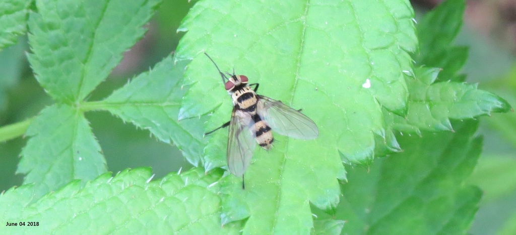 Trigonospila ludio