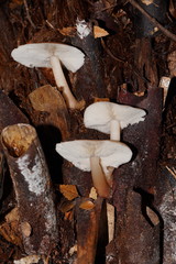 Lentinellus tasmanicus