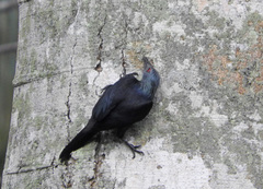 Onychognathus fulgidus