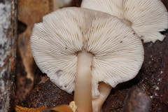 Lentinellus tasmanicus