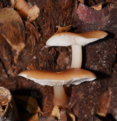 Lentinellus tasmanicus